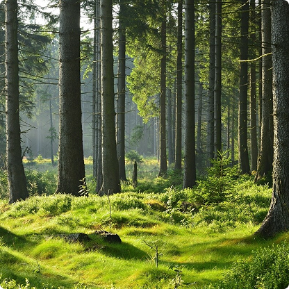 Forest with moss-covered ground and tall trees