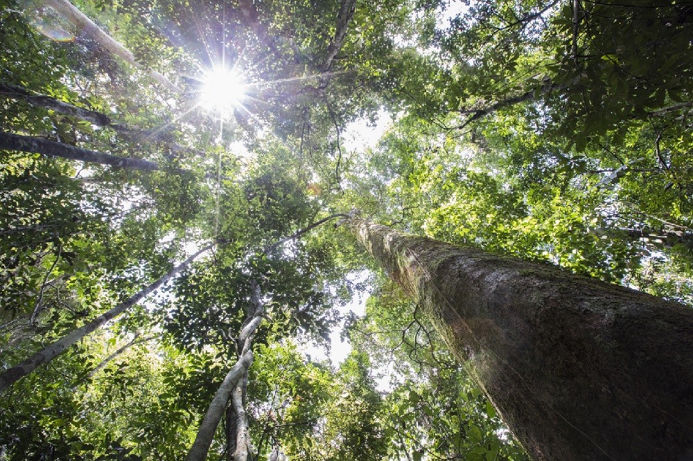 Forest canopy seen from below with sunlight filtering through