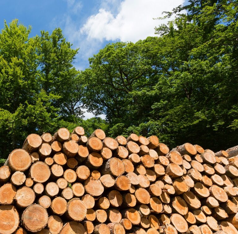 Forest and sustainability