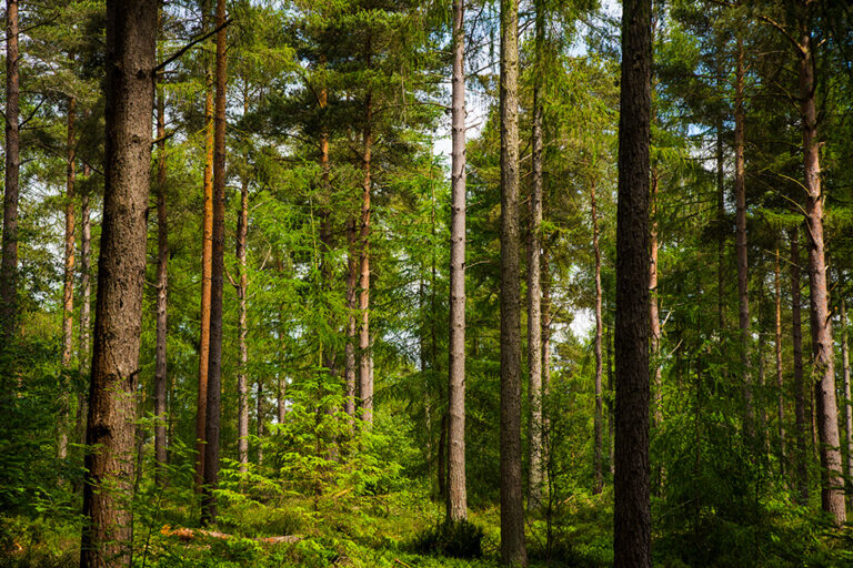Tall pine trees in a forest