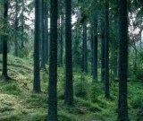 Woods